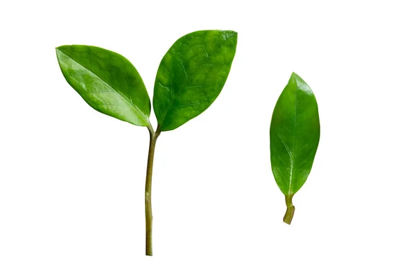 Frisch Grüne Sansibar Edelsteinblätter Isoliert Auf Weißem Hintergrund Rückseite Beschneidungsweg — Stockfoto