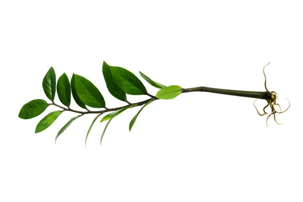 Зеленые Листья Занзибарского Камня Зузу Изумрудного Пальмового Завода Изолированы Белом — стоковое фото