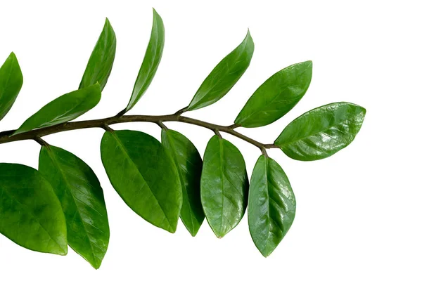 Zuzu Oder Smaragdpalme Isoliert Auf Weißem Hintergrund Junge Edelsteinpflanze Aus — Stockfoto