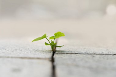 Kayaların yarıklarından filizlenen filizler. Yeni bir şirket geliştiğinde ve güç için savaştığında, yeni bir hayat, ya da tohumlama işi fikri.