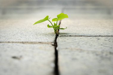 Asfalt yollarda büyüyen ağaçlar. Kayaların yarıklarından filizlenen filizler. Yeni bir şirket kurulduğunda ve kavgalar başladığında, yeni bir hayat ya da tohumlama işi fikri
