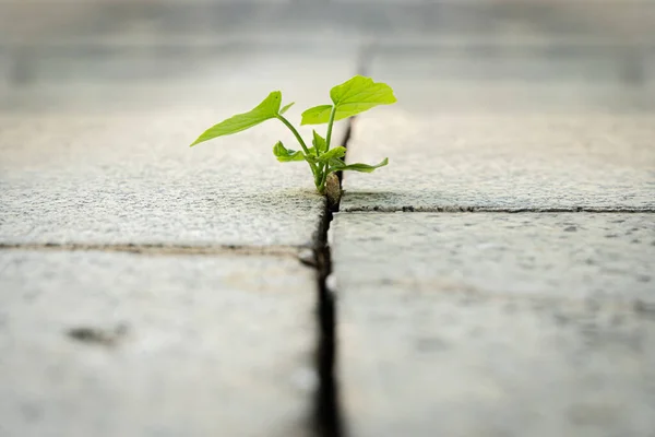Trees growing at the crevices of asphalt roads. The growth of seedlings sprouts from the crevices of the rocks. When a new start-up business develops and fights, a new life or a seeding business idea
