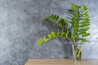 Modern bir oturma odasındaki ahşap bir masanın üzerinde saksı bitkisi. Bitki büyük, parlak yapraklarla yeşildir. Yapraklar sarmal bir düzende dizilmiş, bitkiye gür, tropik bir görünüm veriyor..