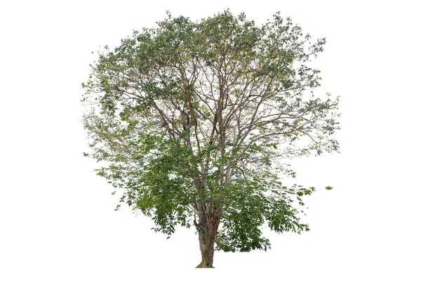 Ein Baum Ohne Blätter Wird Auf Weißem Hintergrund Dargestellt Der lizenzfreie Stockbilder