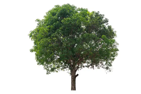 Ein Großer Baum Mit Grünen Blättern Steht Allein Auf Weißem Stockbild