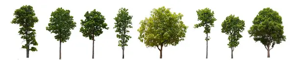 Eine Reihe Von Bäumen Wird Verschiedenen Größen Und Positionen Gezeigt lizenzfreie Stockfotos