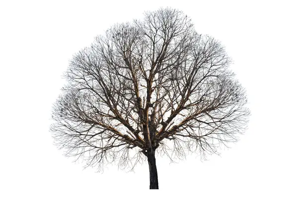 Ein Baum Ohne Blätter Steht Allein Auf Weißem Grund Und Stockbild