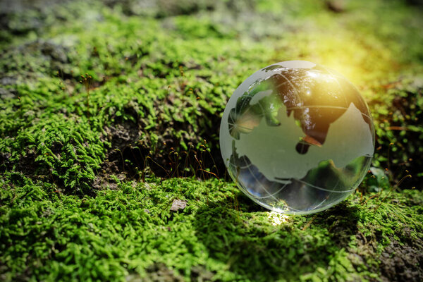 Tierra Cristalina Suelo Bosque Con Helechos Luz Solar Medio Ambiente — Foto de Stock
