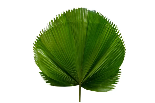 Palmblatt Licuala Grandis Auf Weißem Hintergrund — Stockfoto