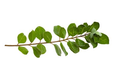 Yaprak sarmaşığı beyaz arkaplanda izole edilir