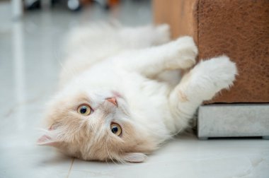 Beyaz ve kahverengi İran kedisi, şirin yüzlü..