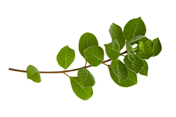 Leaf Vine Isolates White Background — Stock Photo, Image
