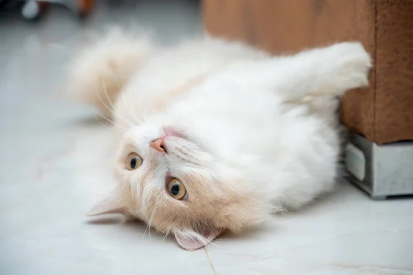 Stock image White and brown persian cat with a cute face.