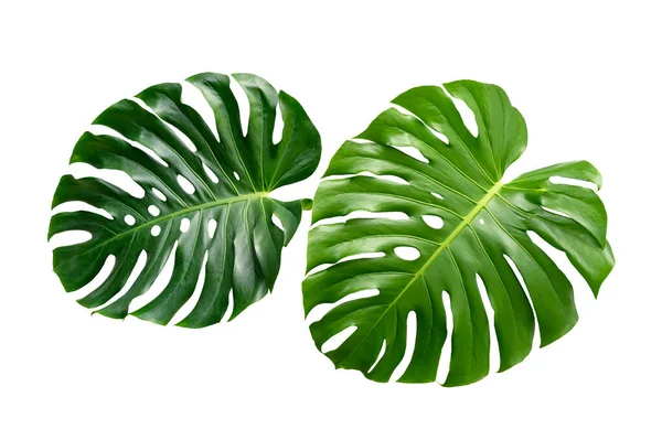 Monstera Leaves Leaves Isolate White Background Leaves White — Stock Photo, Image