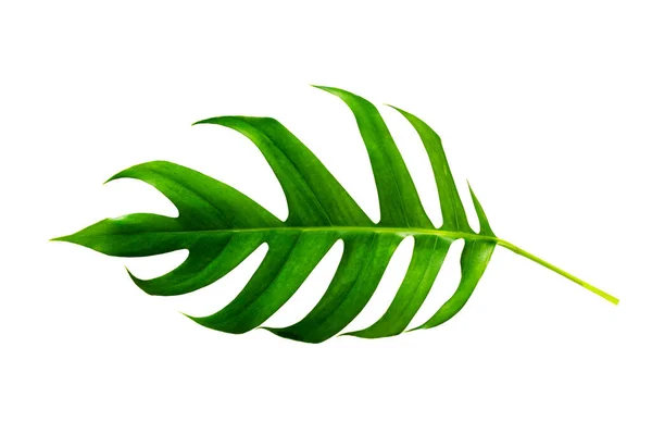 Tropischer Dschungel Monstera Blätter Isoliert Auf Weißem Hintergrund — Stockfoto