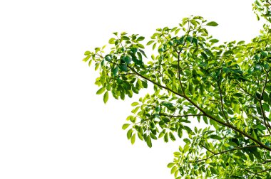 a branch full of beautiful leaves on a white background clipart