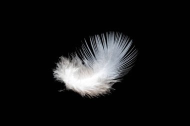 White feather on black background, isolate