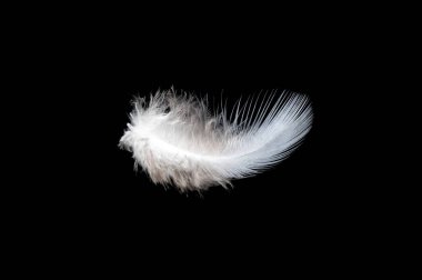 White feather on black background, isolate