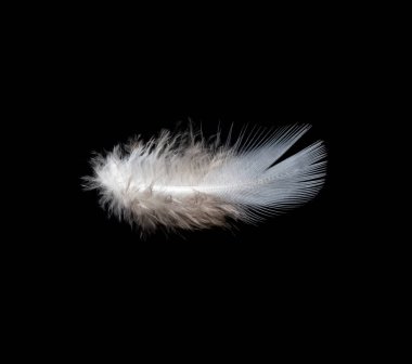 White feather on black background, isolate