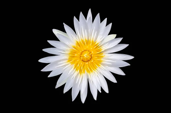 White lotus flower on black background. Isolate