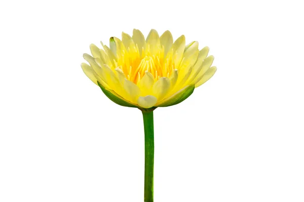 Yellow lotus flower on white background. Isolate