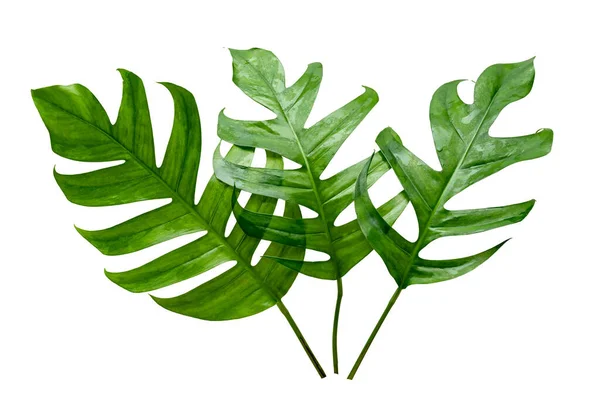 Tropischer Dschungel Monstera Blätter Isoliert Auf Weißem Hintergrund — Stockfoto