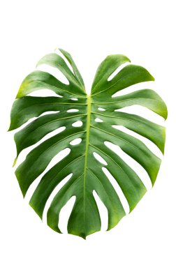 Monstera yaprakları beyaz arkaplanda yalıtılmış beyaz arkaplanda bırakır