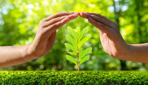 Miljö Earth Day Händerna Träd Som Odlar Plantor Bokeh Grön Royaltyfria Stockfoton