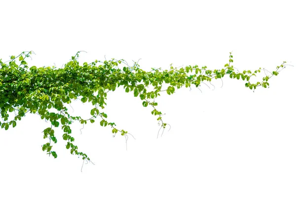 Leaf Vine Isolates White Background — Stock Photo, Image