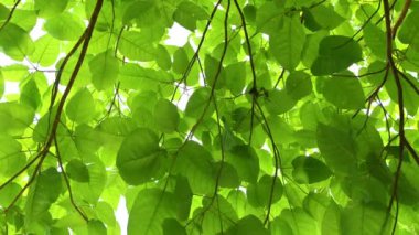 Yaz boyunca bahçede yeşil yaprakların doğası güneş ışığı altında yeşil yaprak bitkileri bahar ortamı ya da yeşil duvar kağıdı olarak kullanılır.