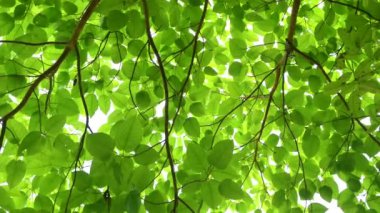 Yaz boyunca bahçede yeşil yaprakların doğası güneş ışığı altında yeşil yaprak bitkileri bahar ortamı ya da yeşil duvar kağıdı olarak kullanılır.