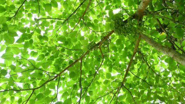 Natureza Das Folhas Verdes Jardim Durante Verão Sob Luz Sol — Vídeo de Stock