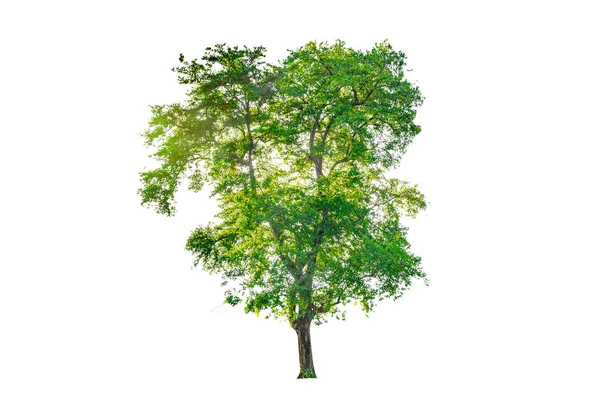 Geïsoleerde Bomen Witte Achtergrond — Stockfoto
