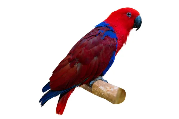 Eclectus Roratus Red Parakeet Perching Branch White Background Isolate — Stock Photo, Image