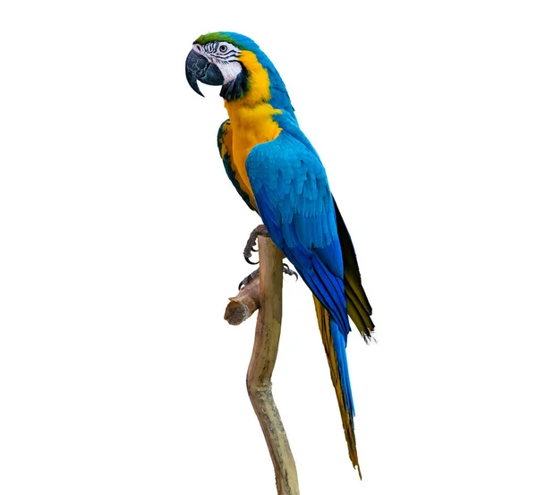 Macaw Papegoja Papegoja Sittande Gren Vit Bakgrund Isolat Royaltyfria Stockbilder