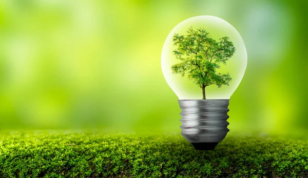 球根は葉の森と内側に位置し 木は光の中にあります 乾燥した電球の中で成長する環境保全と地球温暖化の植物の概念 — ストック写真
