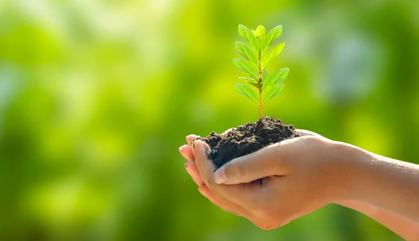Omgeving Dag Van Aarde Handen Van Bomen Groeiende Zaailingen Bokeh — Stockfoto