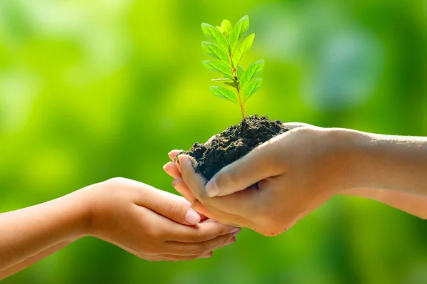 Środowisko Dzień Ziemi Rękach Drzew Rosnących Sadzonek Bokeh Zielony Tło — Zdjęcie stockowe