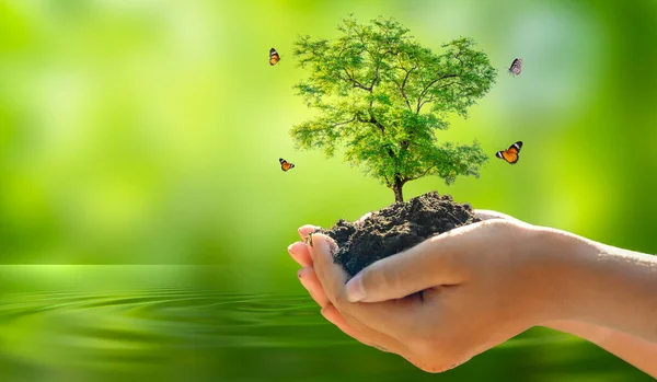 Miljö Earth Day Händerna Träd Som Odlar Plantor Bokeh Grön Stockfoto