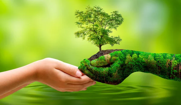 Conceito Salvar Mundo Salvar Ambiente Mundo Está Grama Fundo Bokeh Imagem De Stock