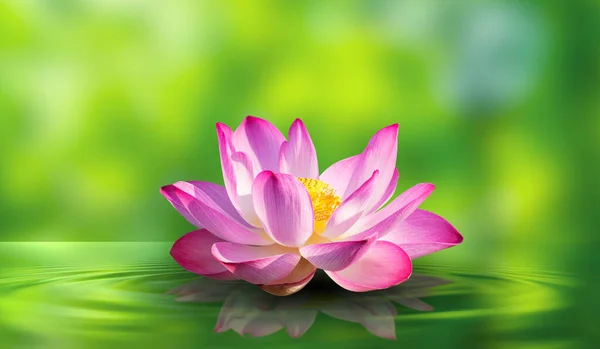 Lotus Weißes Licht Lila Schwebendes Licht Funkeln Hintergrund Stockbild
