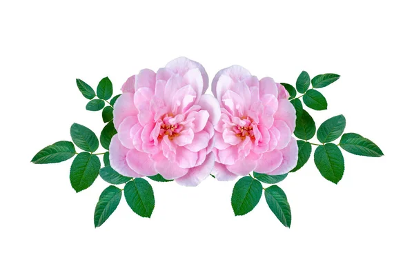 Strauß Rosa Rosen Auf Weißem Hintergrund Isoliert — Stockfoto