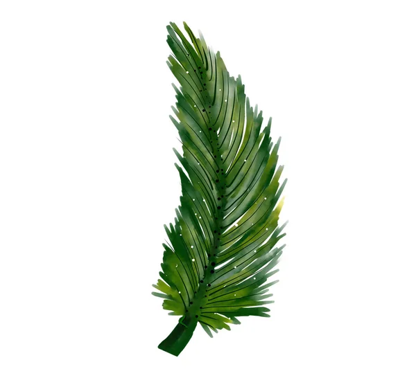 Palmové Listy Akvarelové Malování Bílém Pozadí — Stock fotografie