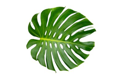 Monstera yaprakları beyaz arkaplanda yalıtılmış beyaz arkaplanda bırakır