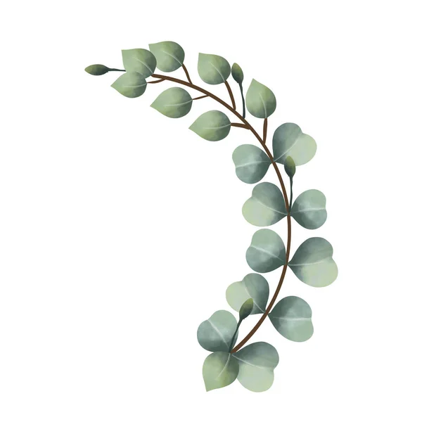Aquarell Eukalyptusreben Auf Weißem Hintergrund — Stockfoto