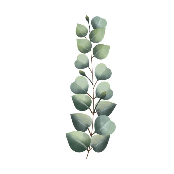 Akwarela Eukaliptusa Winorośli Białym Tle — Zdjęcie stockowe