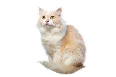 Açık kahverengi ve beyaz İran kedisi, izole edilmiş, beyaz arka planda.
