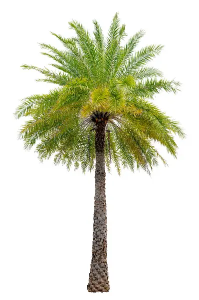 Grands Palmiers Utilisés Dans Décoration Jardin Sur Fond Blanc Isolé — Photo