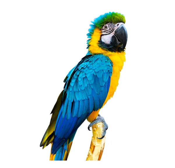 Papuga Makau Siedząca Gałęzi Białym Izolacie Tła — Zdjęcie stockowe