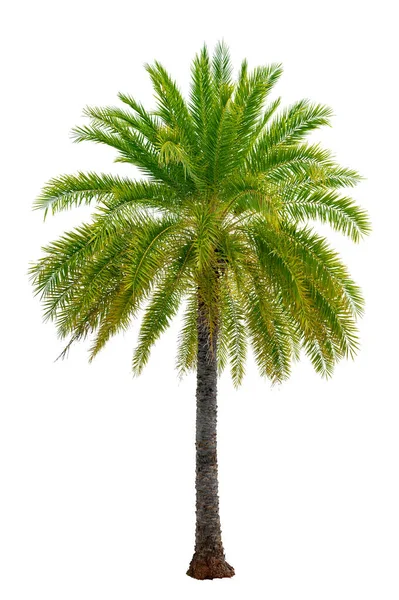 Beyaz Arka Planda Bahçe Dekorasyonunda Kullanılan Büyük Palmiye Ağaçları Zole — Stok fotoğraf
